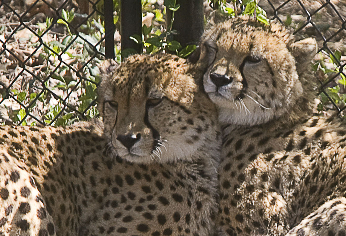 2016: Scovill Zoo Animals